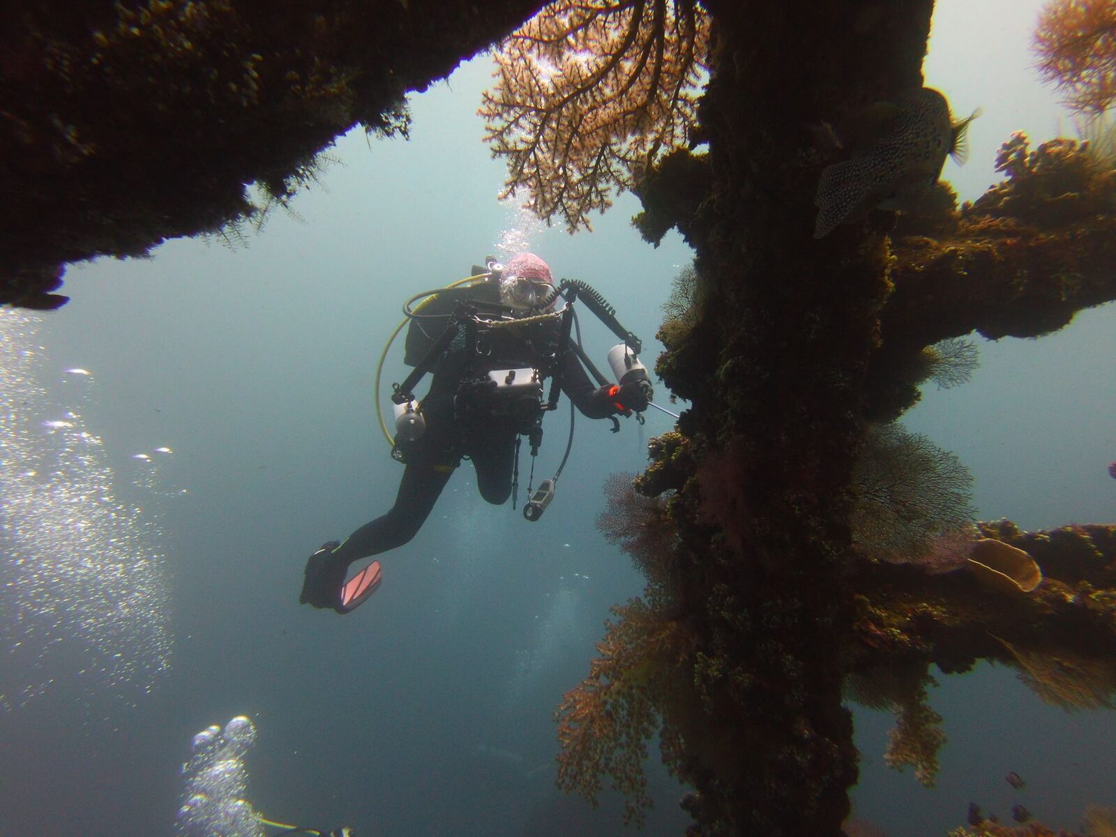 A diver exploring a coral-draped wreck — Menjangan's Anchor Wreck is the famous one.
