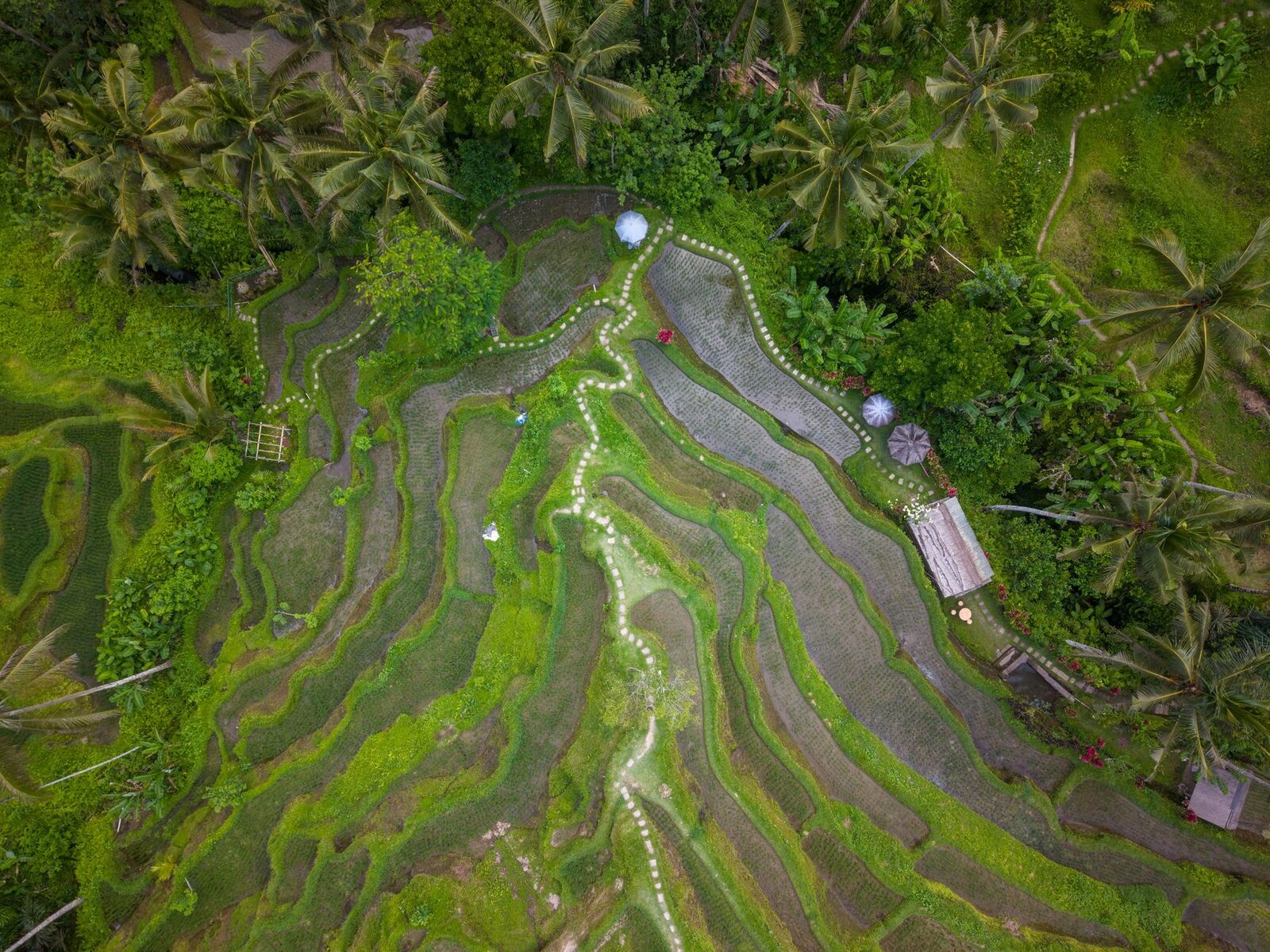 The stepped Tegallalang terraces seen from the air.