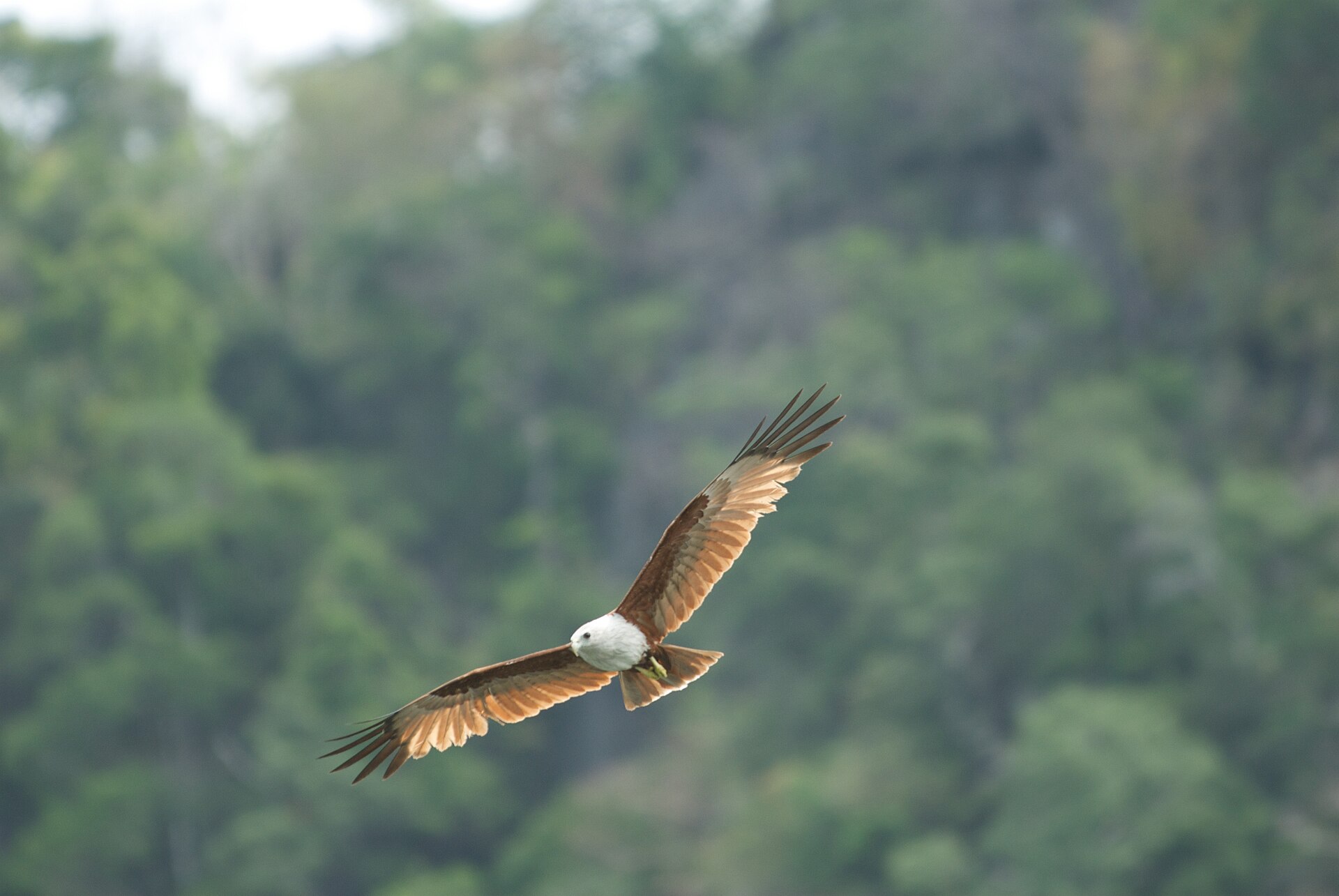 A brahminy kite, the reddish sea eagle, over the Kilim mangroves.
