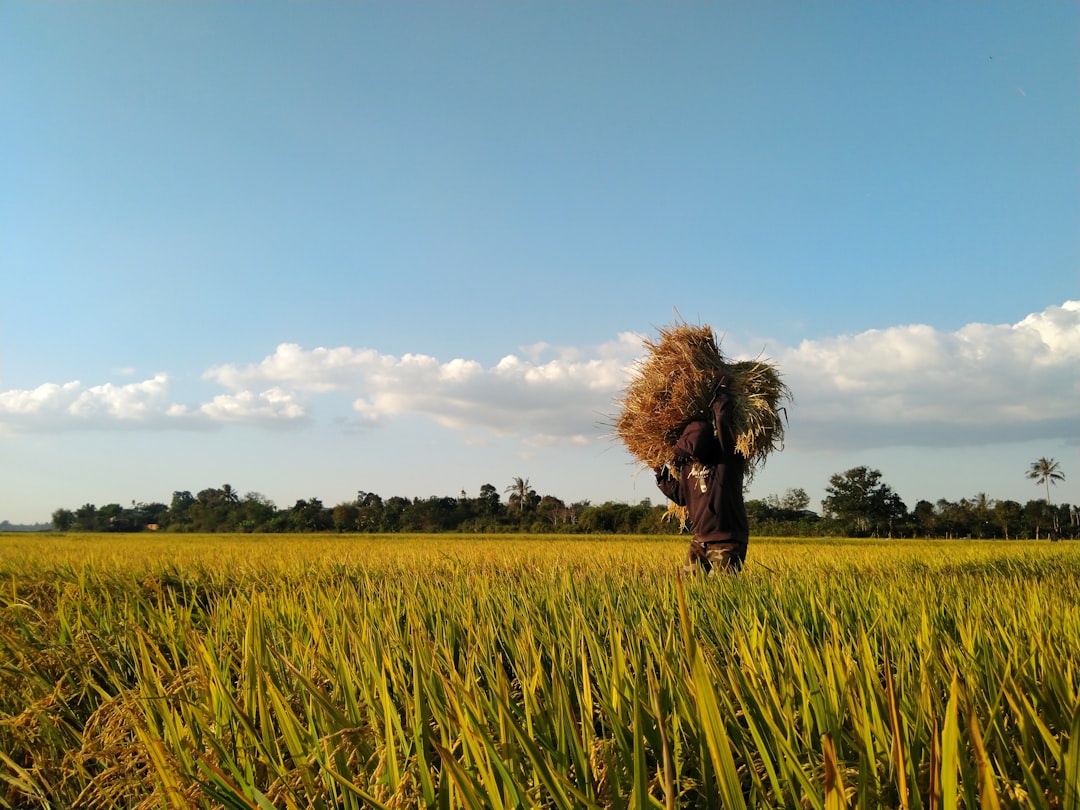 Golden padi fields in rural Balik Pulau, western Penang.